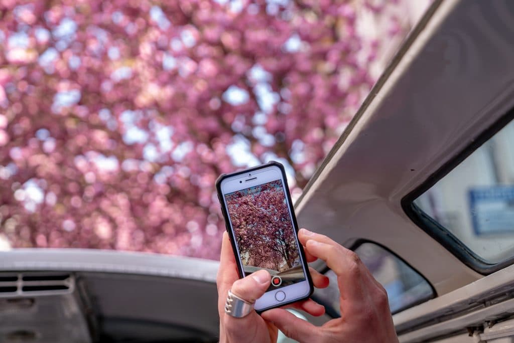Mobiele telefoon (iPhone) die in verticale modus (9:16) een video maakt van roze bomen